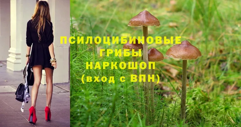 Псилоцибиновые грибы Psilocybine cubensis  Бугуруслан 